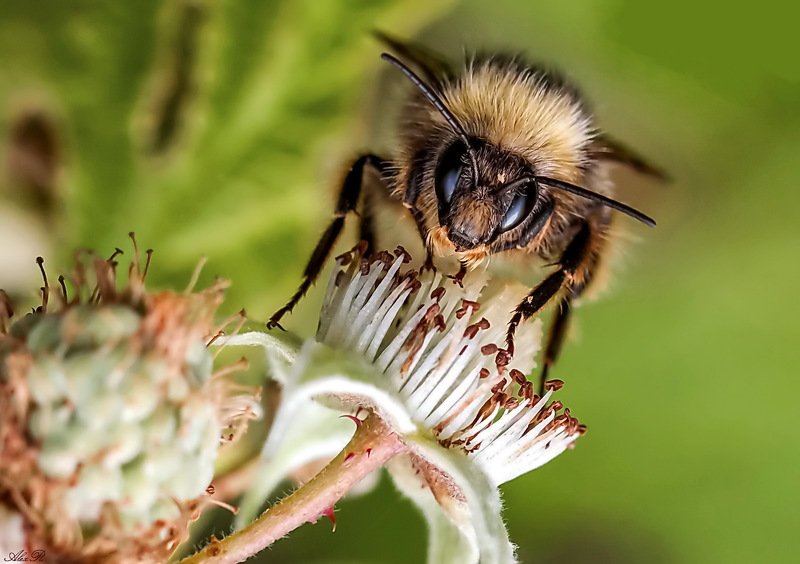 Шмель фото превью