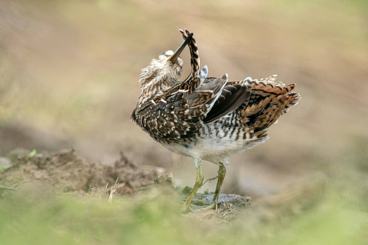 птицы,природа, лето, Андрей Киселёв