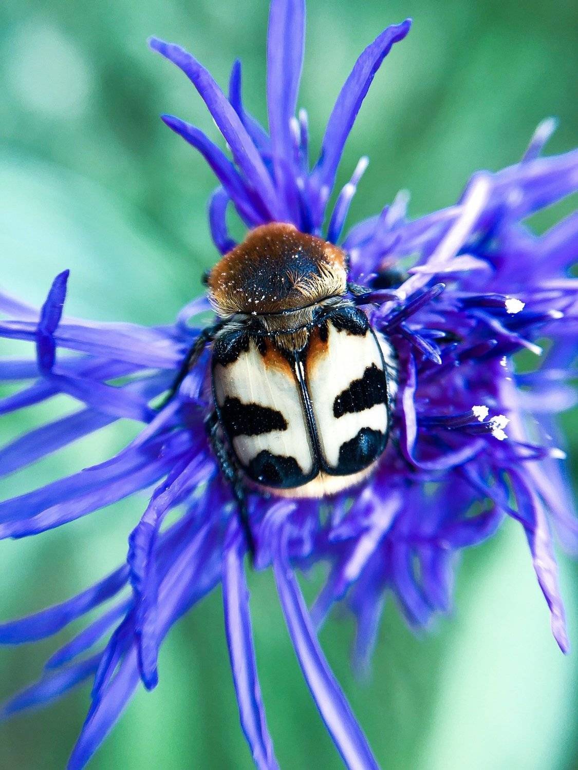 , Вероника Денисова