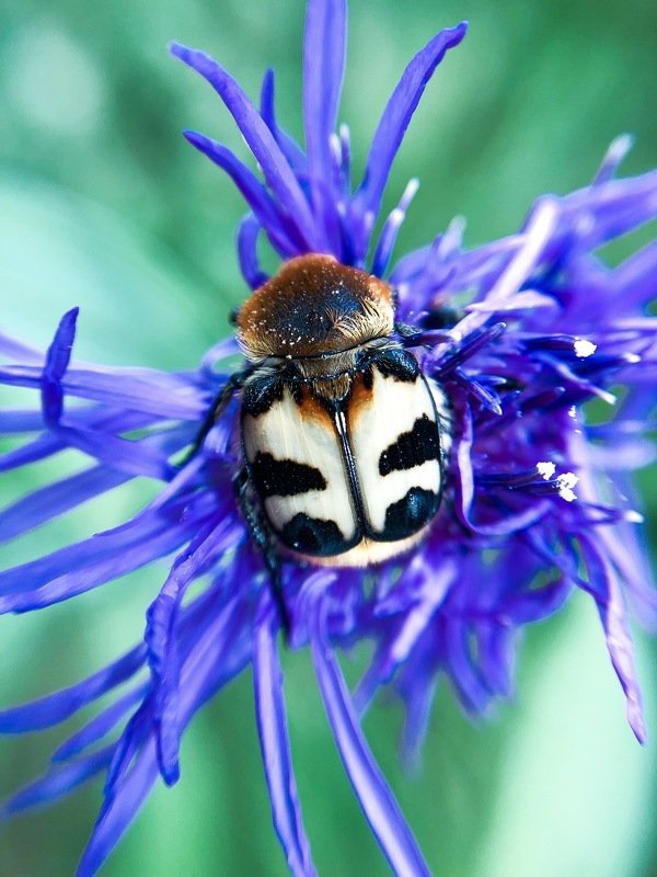 Жук фото превью