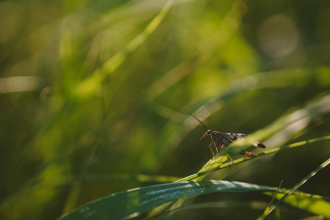 , Григорий Пиль