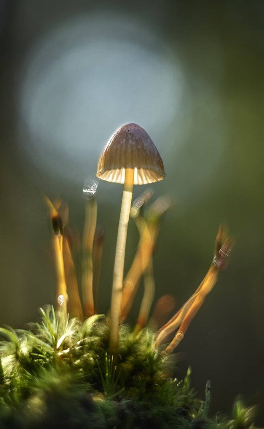 , Николай Андреев