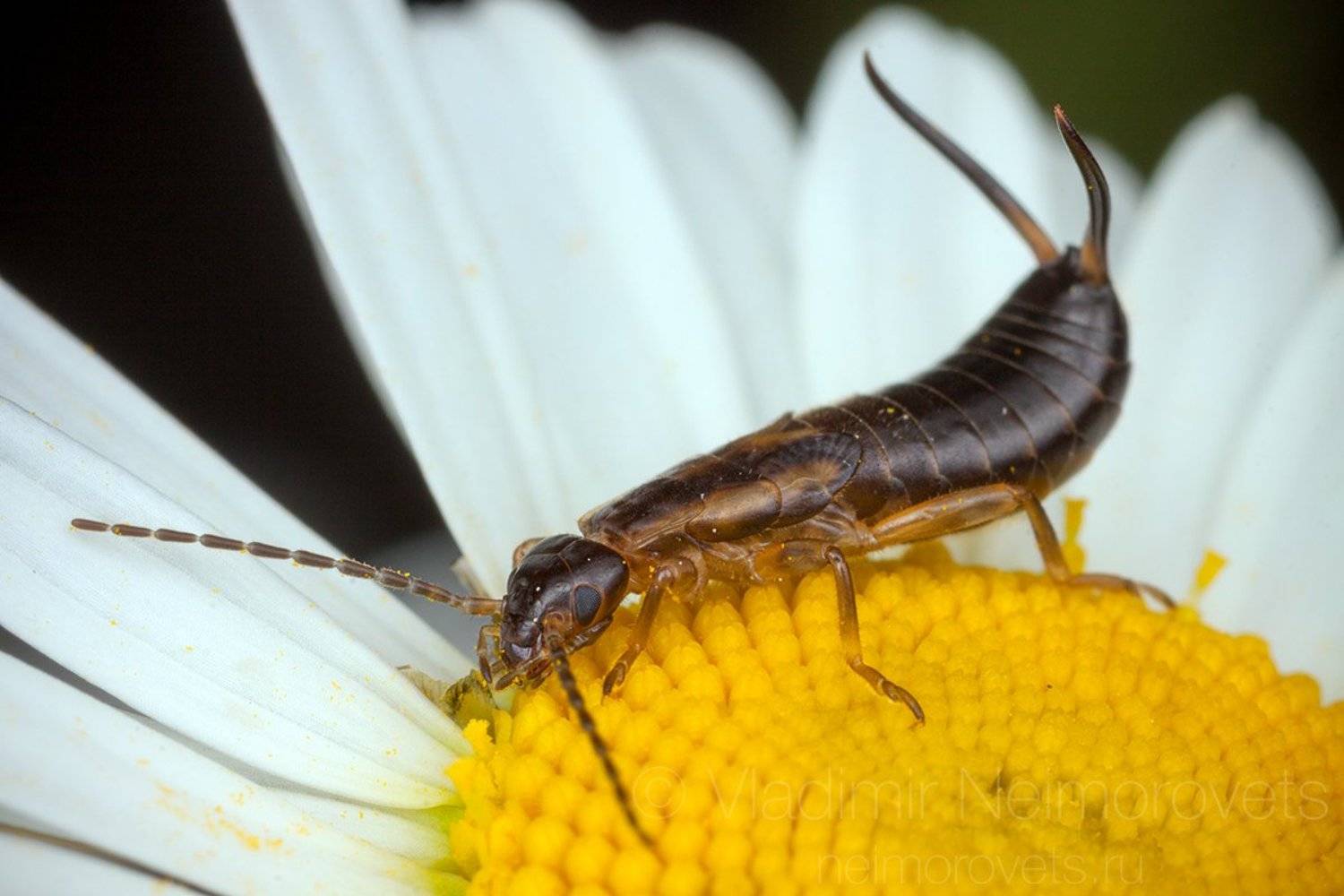  common earwig, european earwig, Forficula auricularia, Dermaptera, imago, Leucanthemum, flower, white, yellow, insect, dusk, Pudomyagi, Gatchina district, Leningrad Region, Владимир Нейморовец