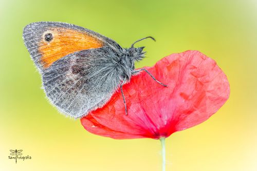 Coenonympha pamphilus- Strzępotek ruczajnik.