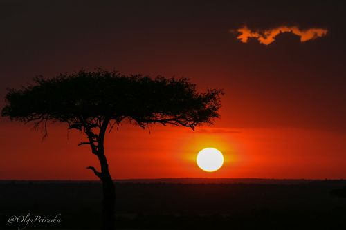 Закат в саванне.