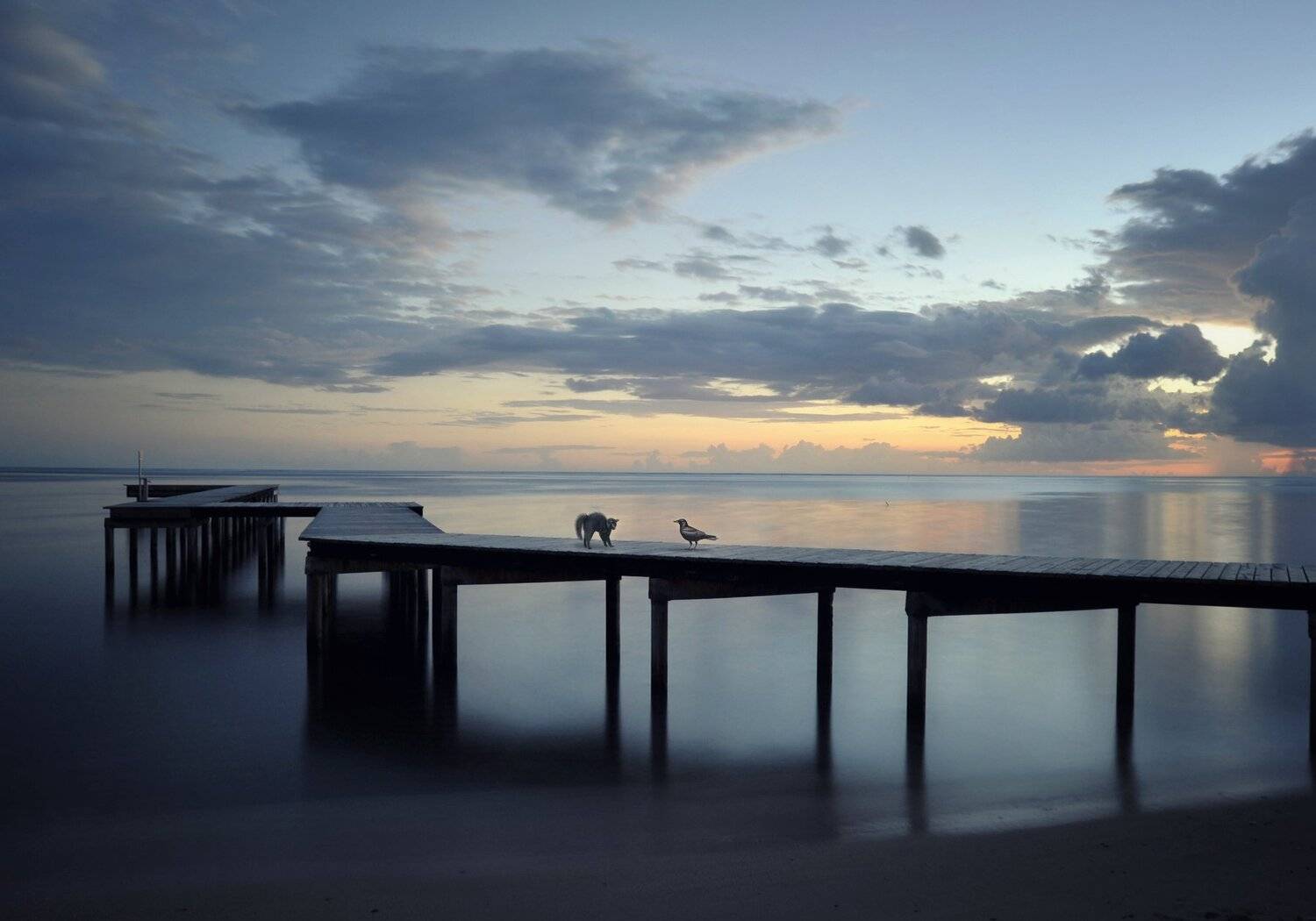 пирс, котенок, ворон, Sergii Vidov