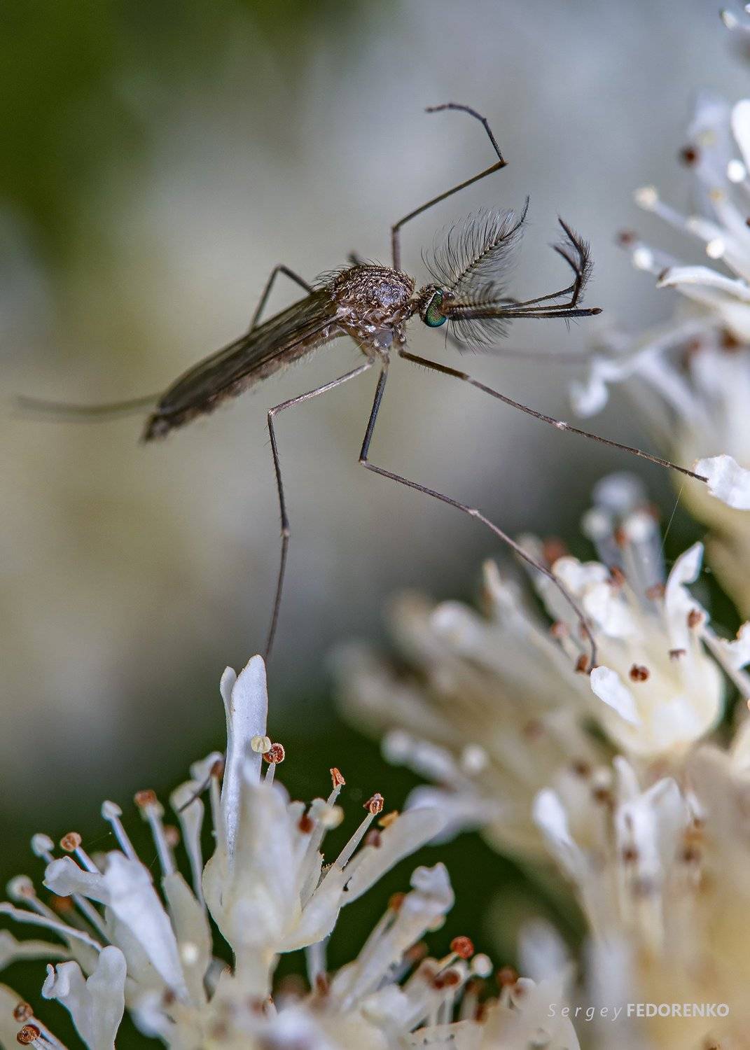 , Сергей Федоренко