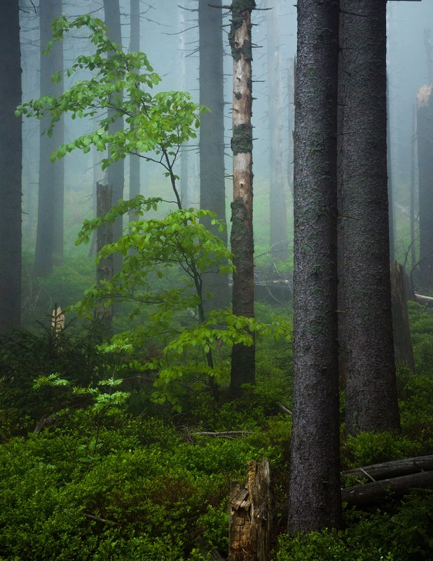 fog, tree, forest Green фото превью