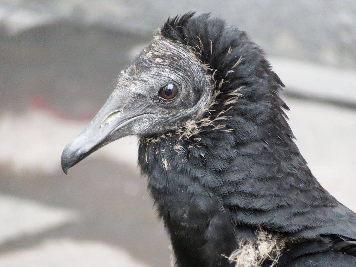 Стервятник, Лима, Перу, птица, животное, портрет,хищник, Сергей Козинцев