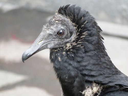 Стервятник. Лима. Перу