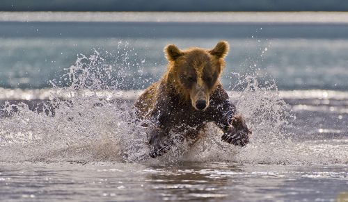 Water jump