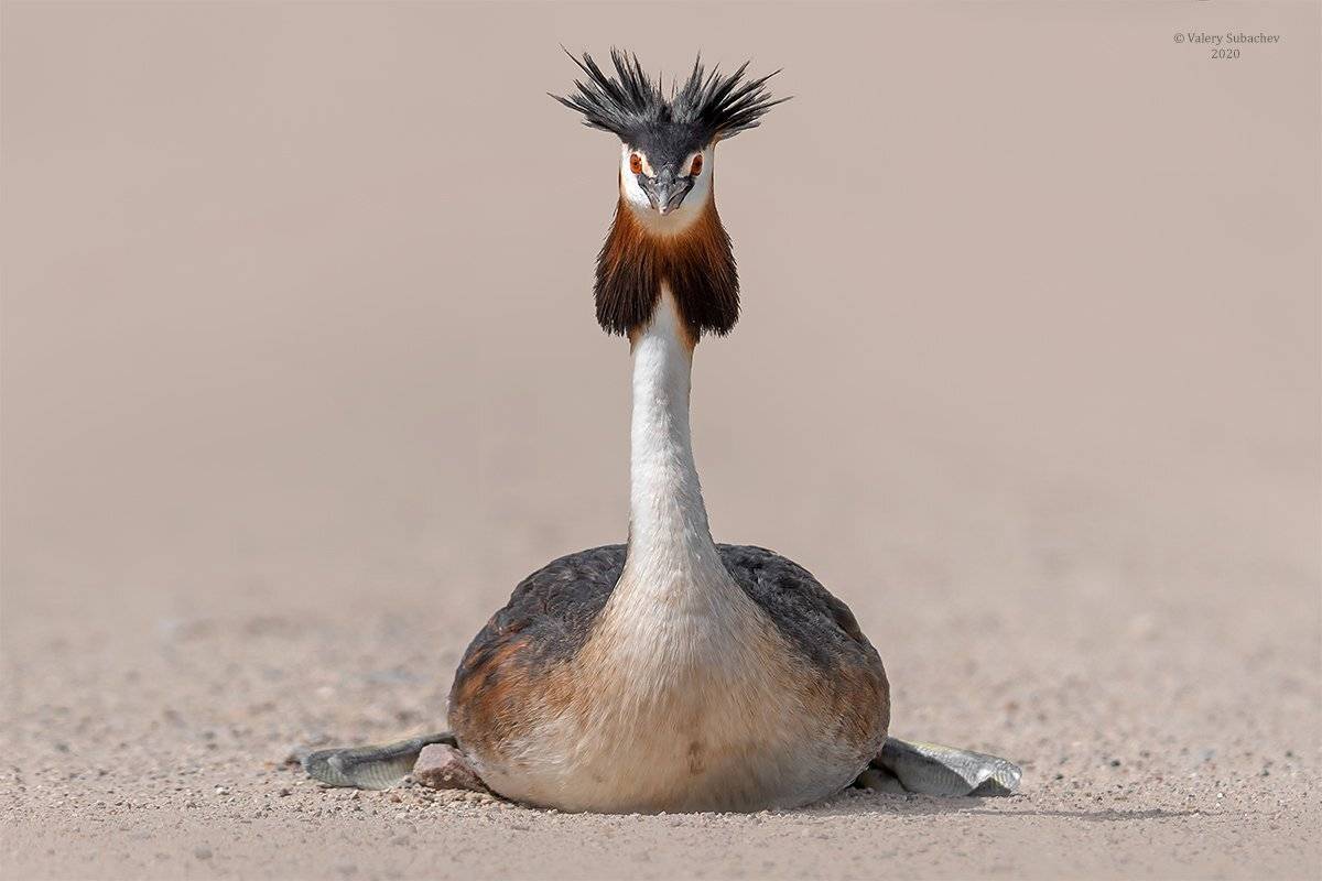 , Валерий Субачев
