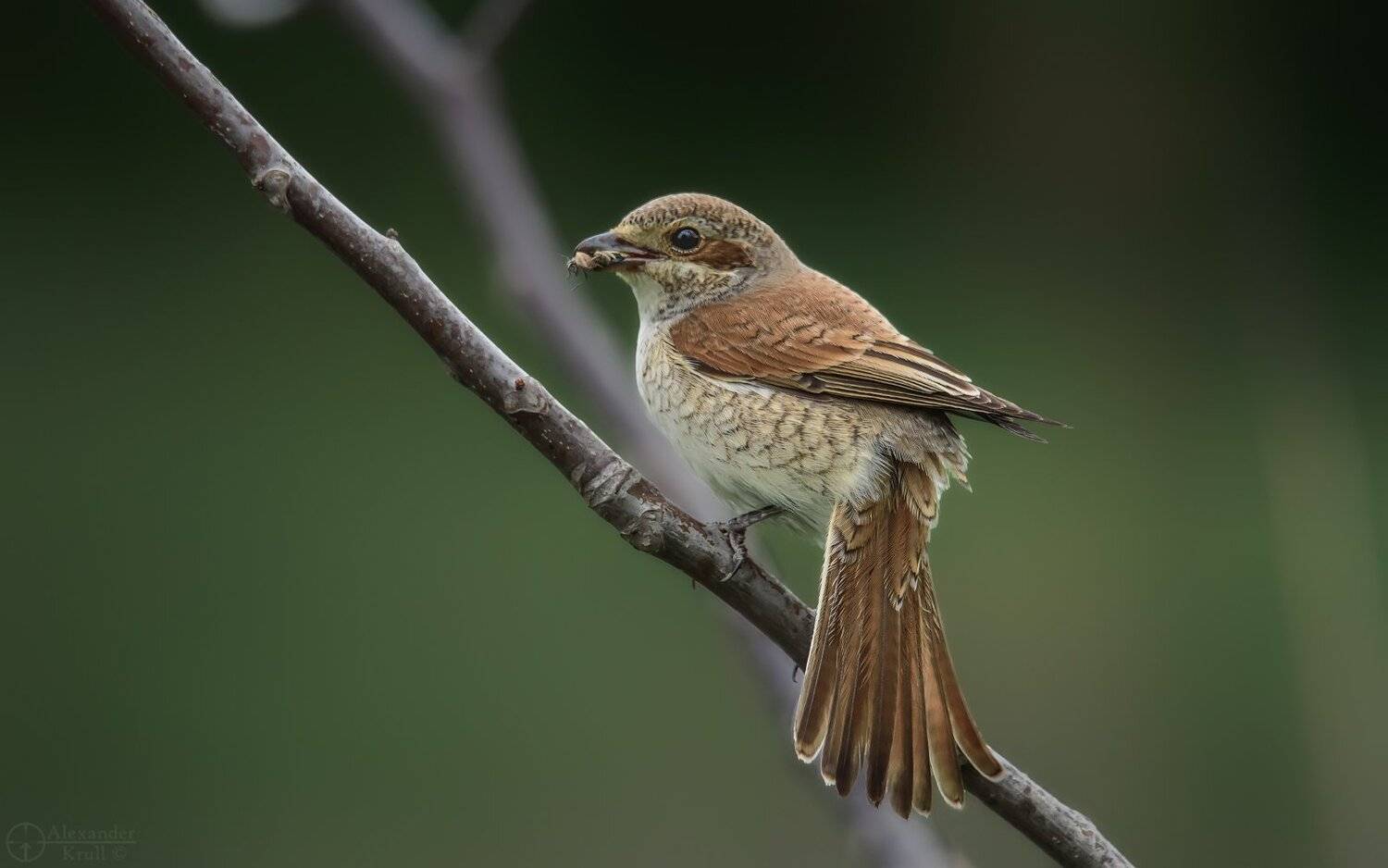 , Александр Круль