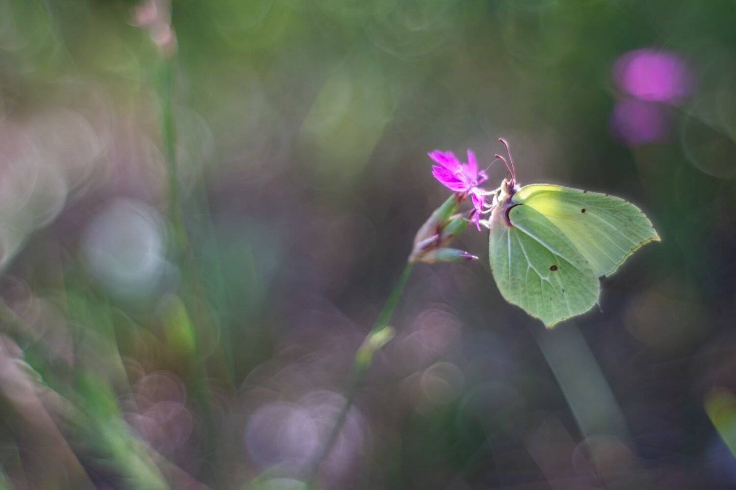 Бабочка, Юпитер 8, Чепленко Алексей