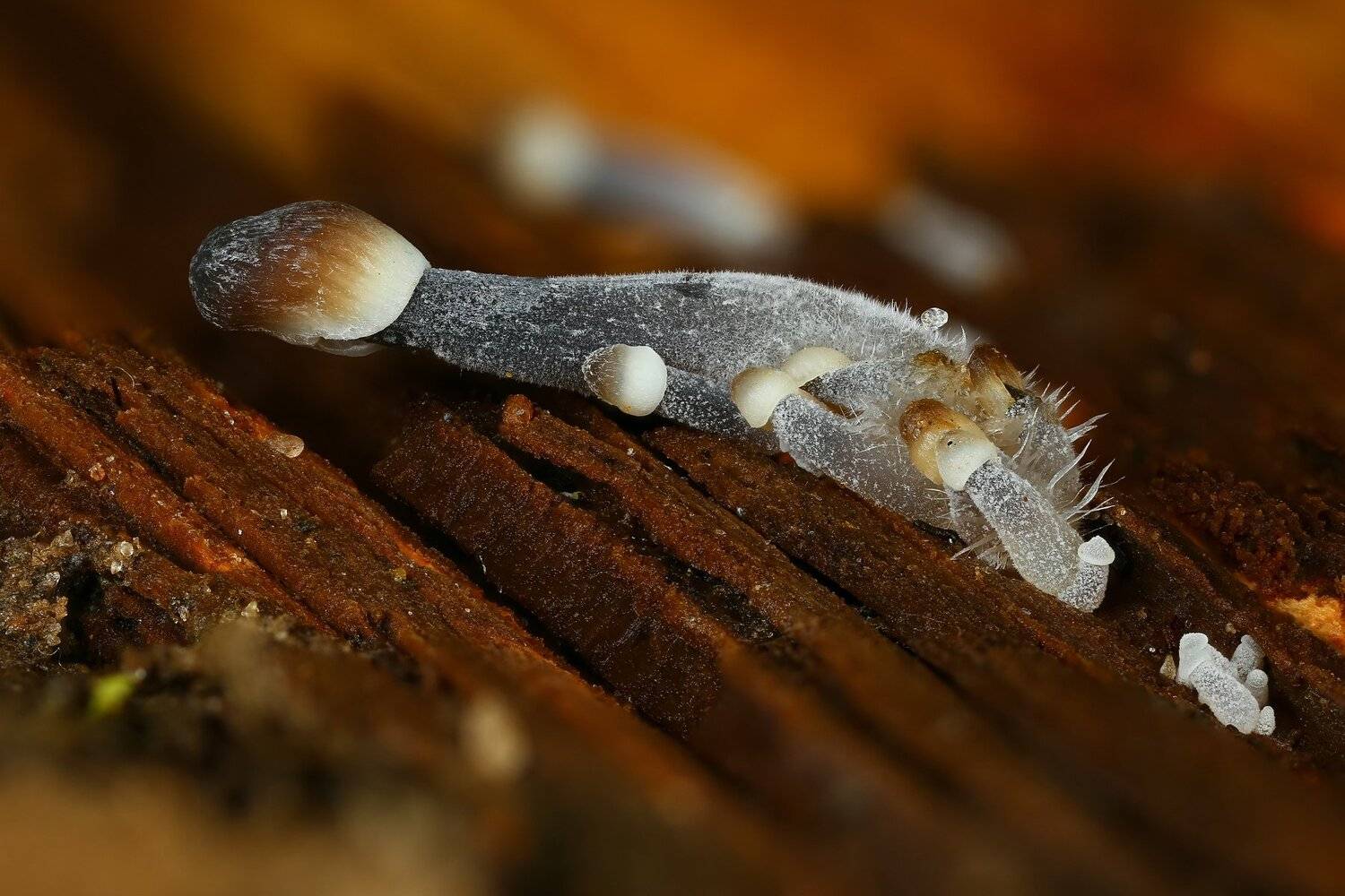 грибы,макро,природа,цвет,оранжевый,коричневый, Андрей Шаповалов