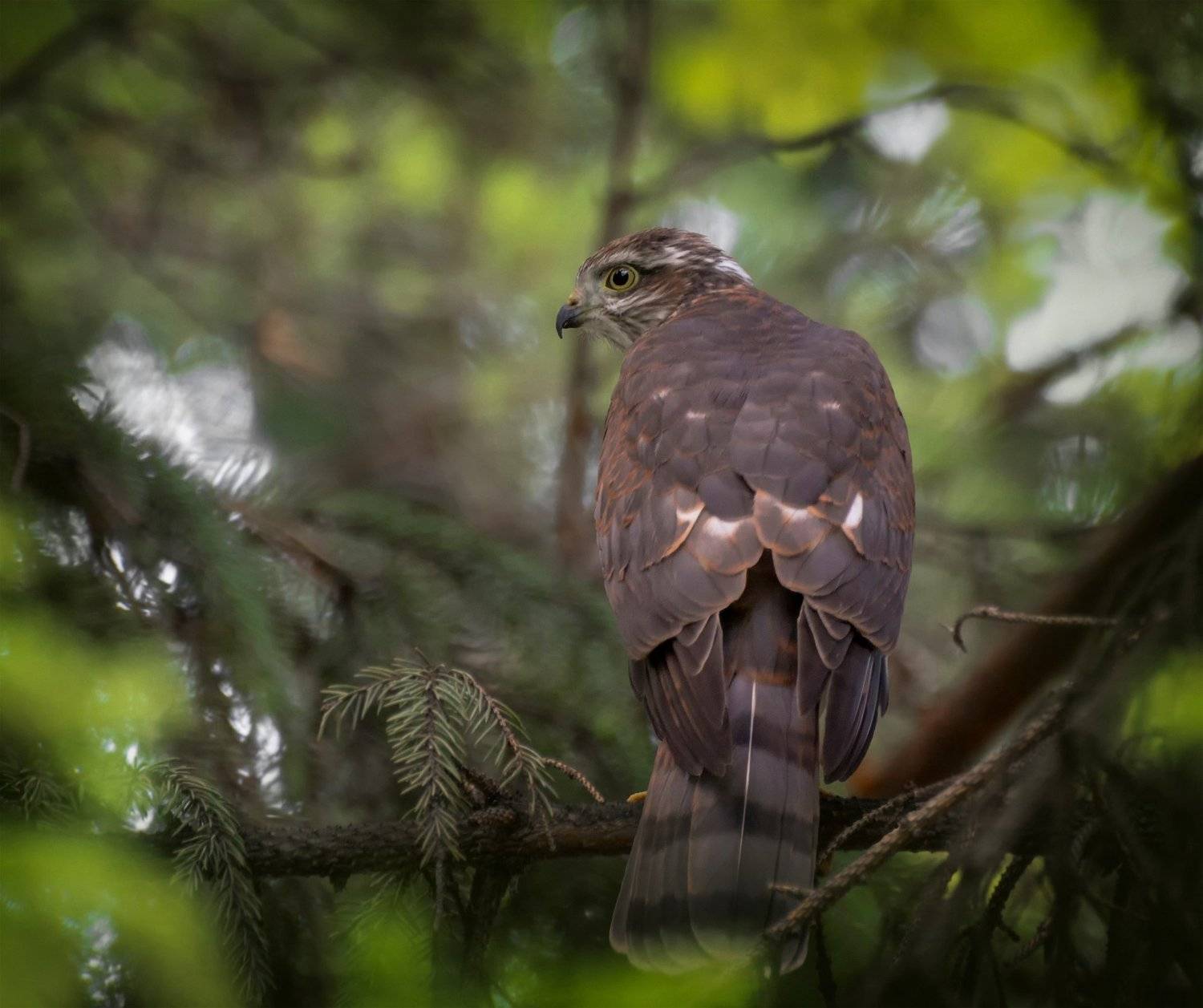 хищная птица, ястреб перепелятник,, Марина Мочалова