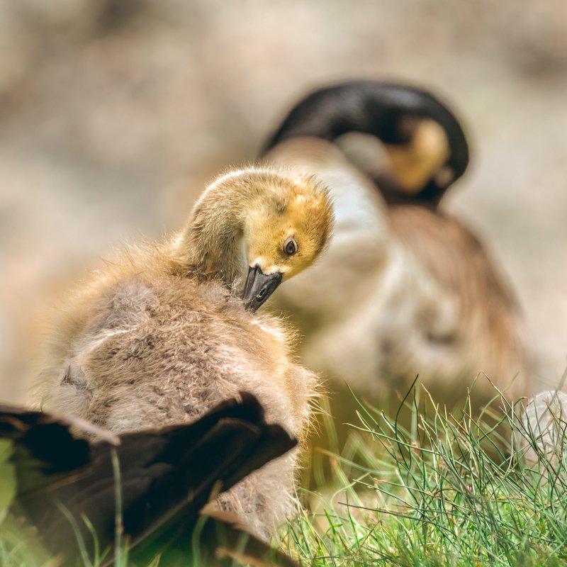 Like Father Like Son фото превью
