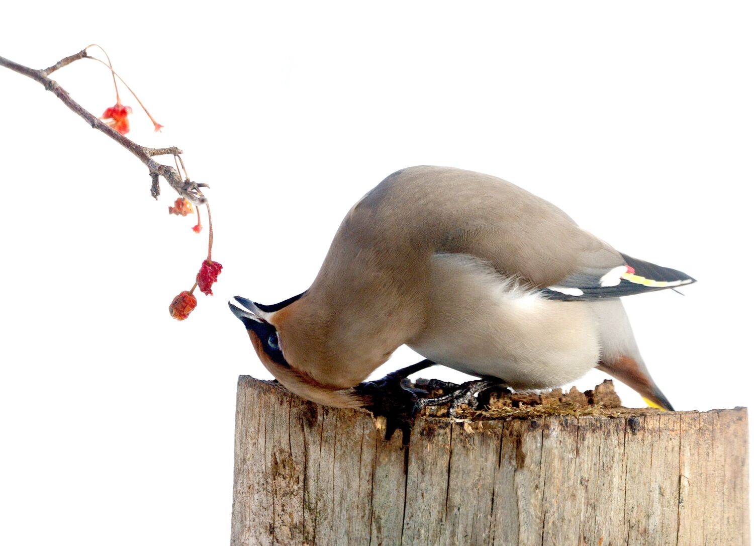 , Михаил Белоусов