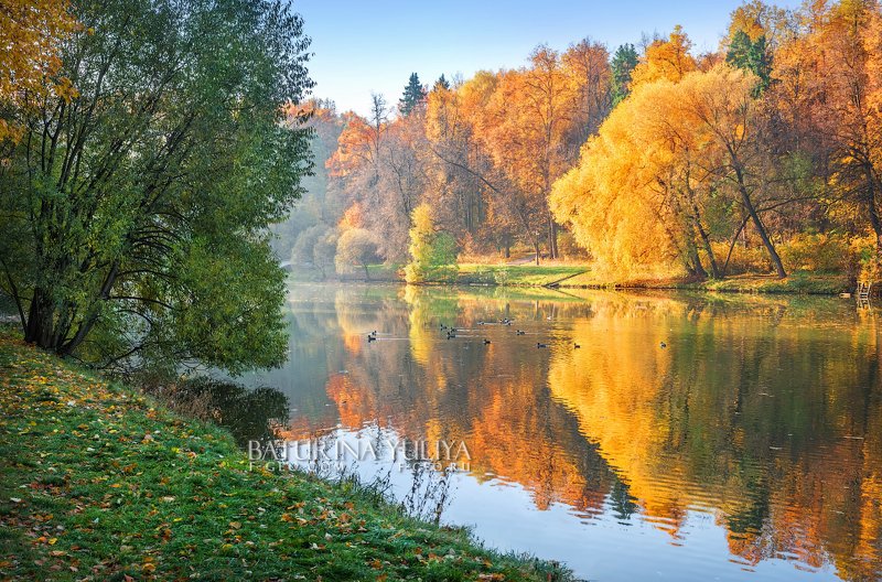 Рыжая осень и утки фото превью