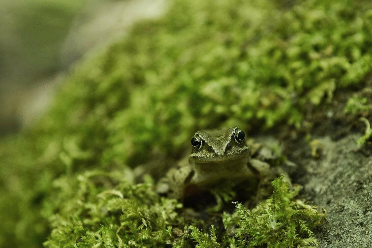 лягушка, Владимир Леликов-Кузьменко