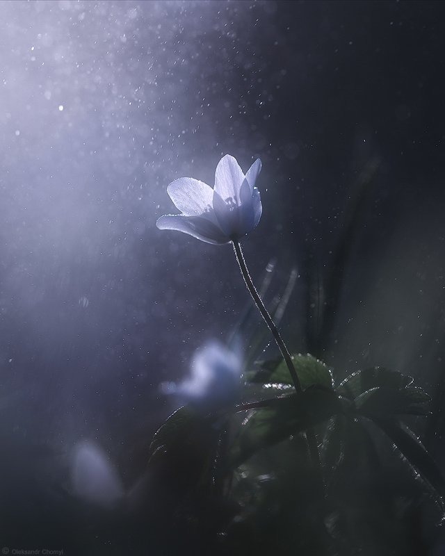 украина, коростышев, природа, лес, полесье, весна, цветы, ветреница, свет, жизнь, магия, единство, адвайта, макро, макро мир, макро красота, макро истории, волшебство, сказка, сияние, вера, любовь, близость, душа, трепет, фотограф, чорный, surrender фото превью