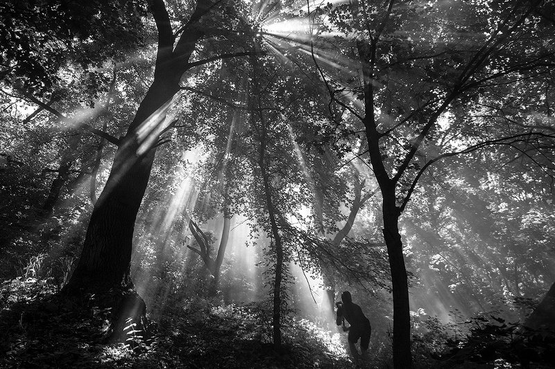 #ProForest фото превью