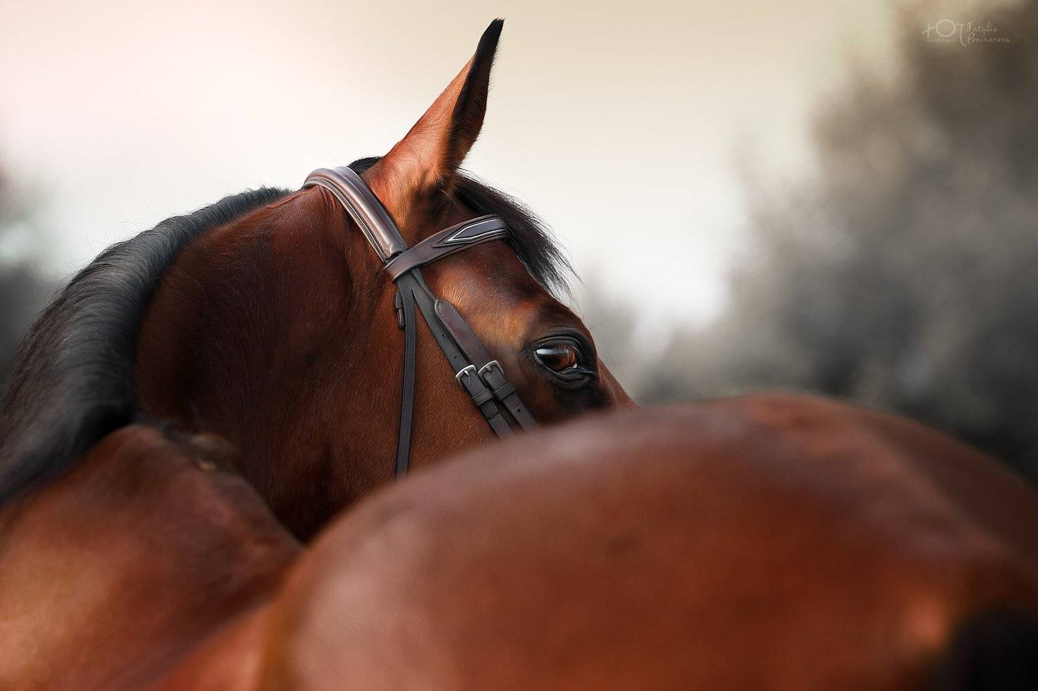 , Наталия Поникарова