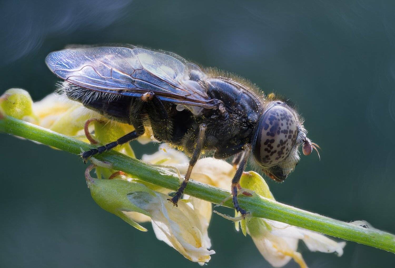 , Кузнецов Дмитрий