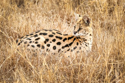 Редчайшая кошка саванны.