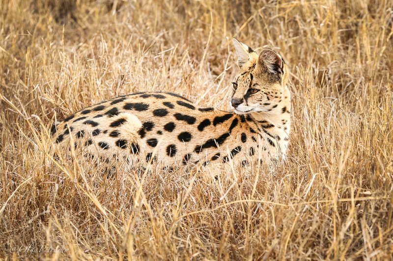 сервал, саванна, трава, кошка Редчайшая кошка саванны. фото превью