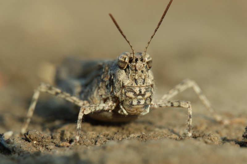 the look... фото превью