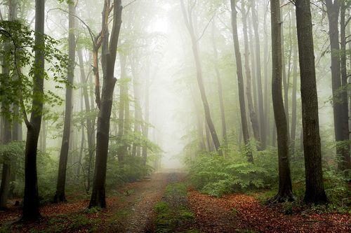 Forest road in the fog