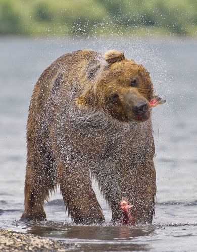 Eating and shaking