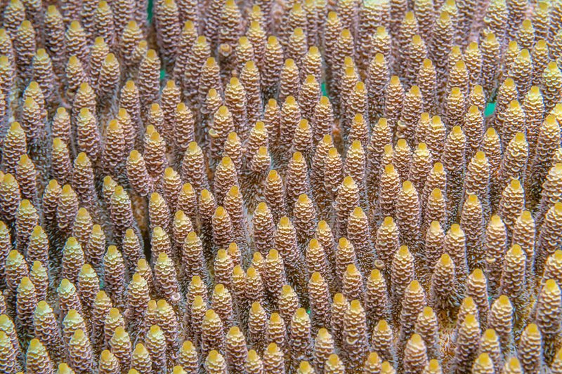 CORAL FOREST фото превью