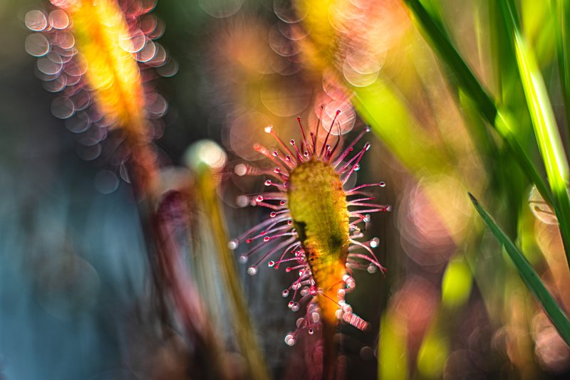 macro, sundew, plants, bokeh, colors power of colors фото превью