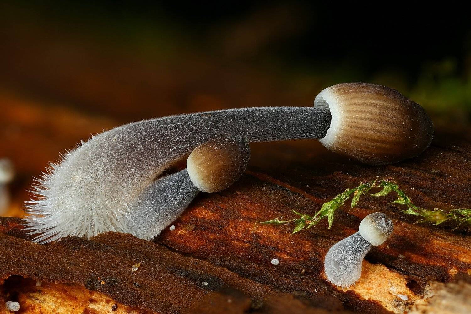 грибы,макро,природа,цвет,оранжевый,коричневый, Андрей Шаповалов