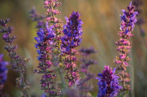 The step sage (Salvia tesquicola) / Шалфей остепнённый (Salvia tesquicola)