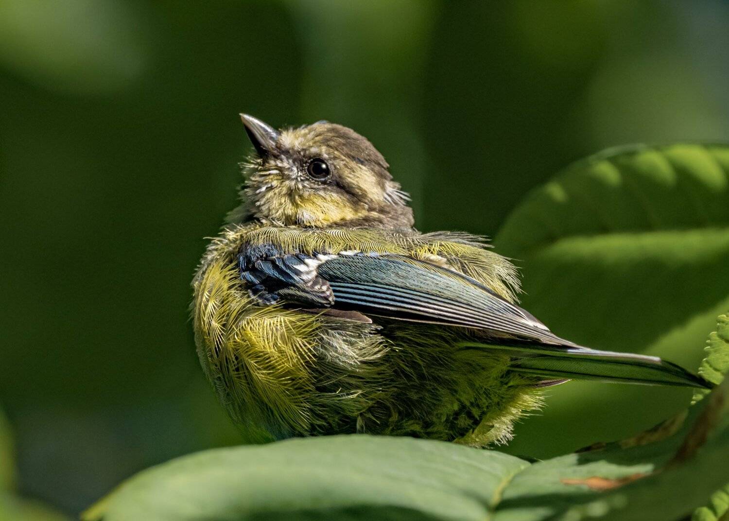 , Курлянцев Алексей
