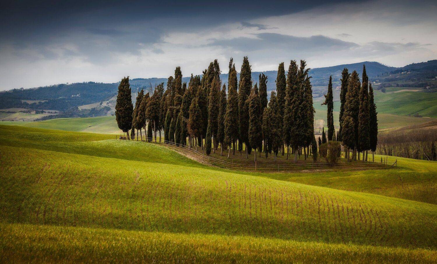 поля, деревья, Александр Безмолитвенный