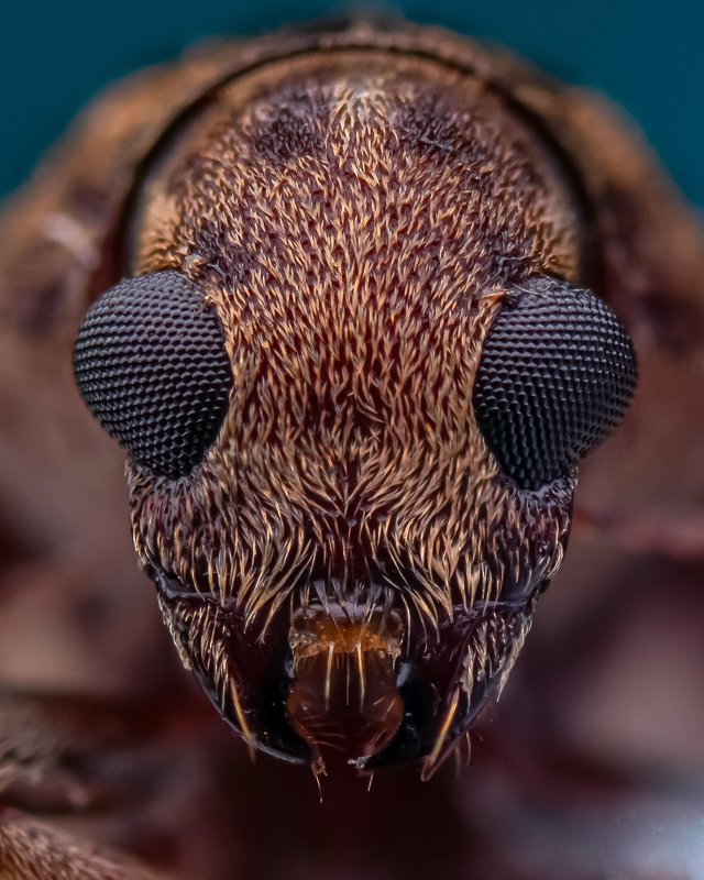 macro wildlife closeup insects Portrait of carpet beetle фото превью