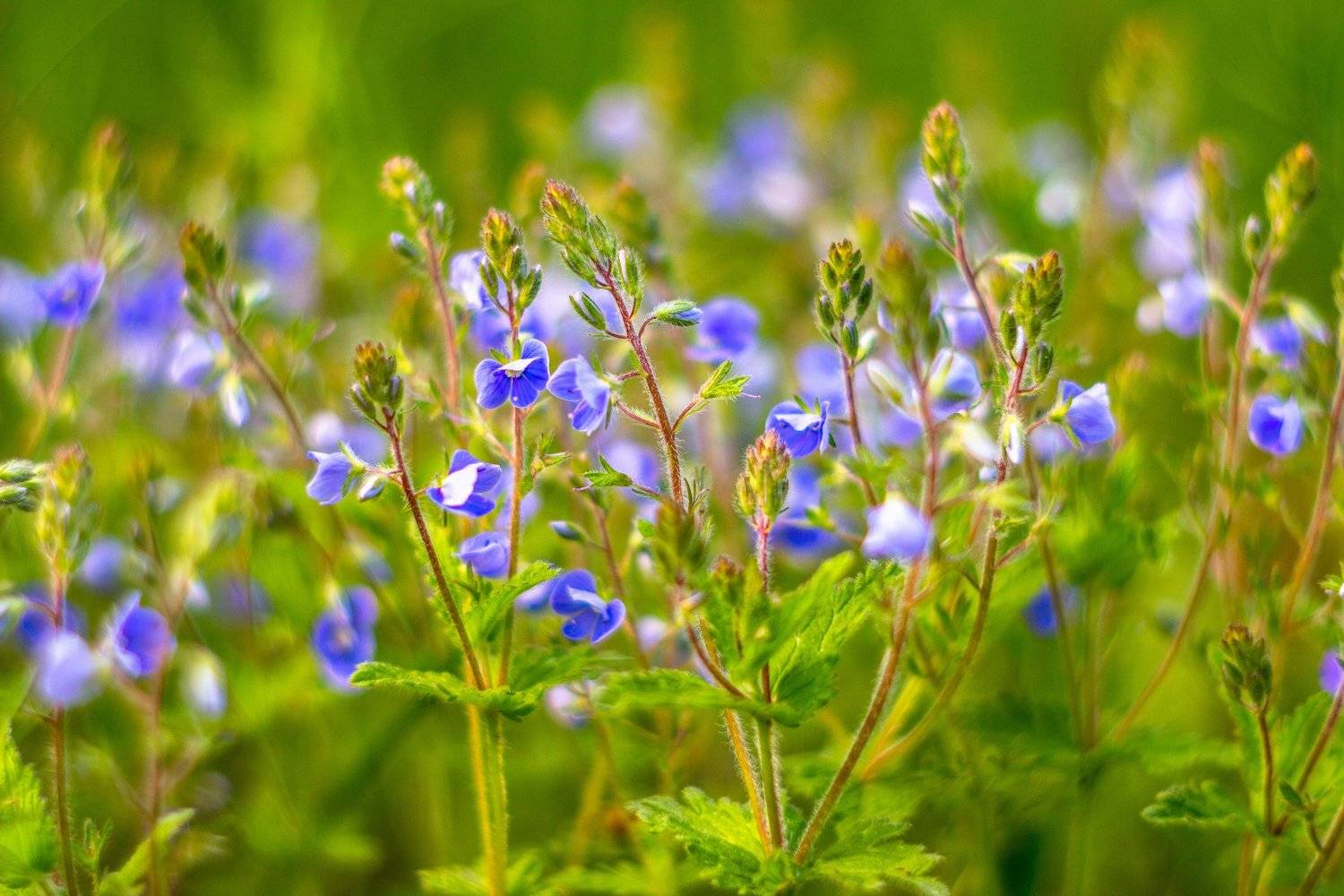 цветы, весна, Руслан Востриков