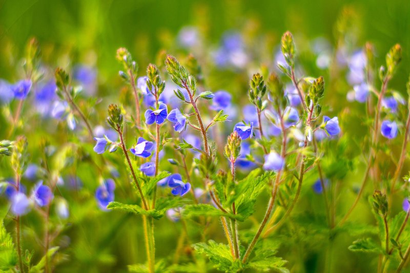 цветы, весна  фото превью