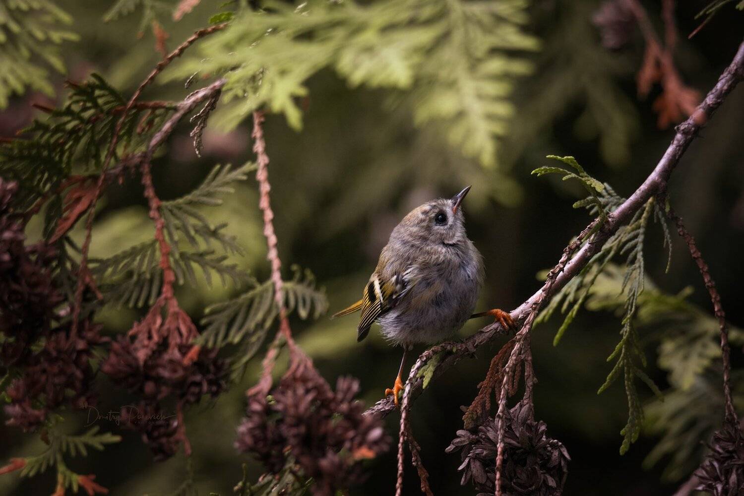 природа, лес, поля, огороды, животные, птицы, макро, Дмитрий Посевич