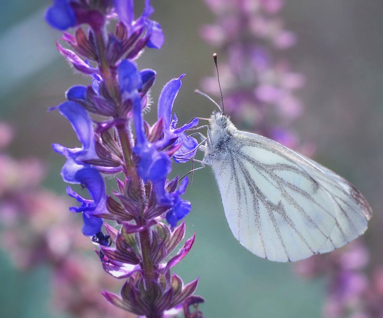 бабочка,холодное,насекомые,лето, Владимир Володин