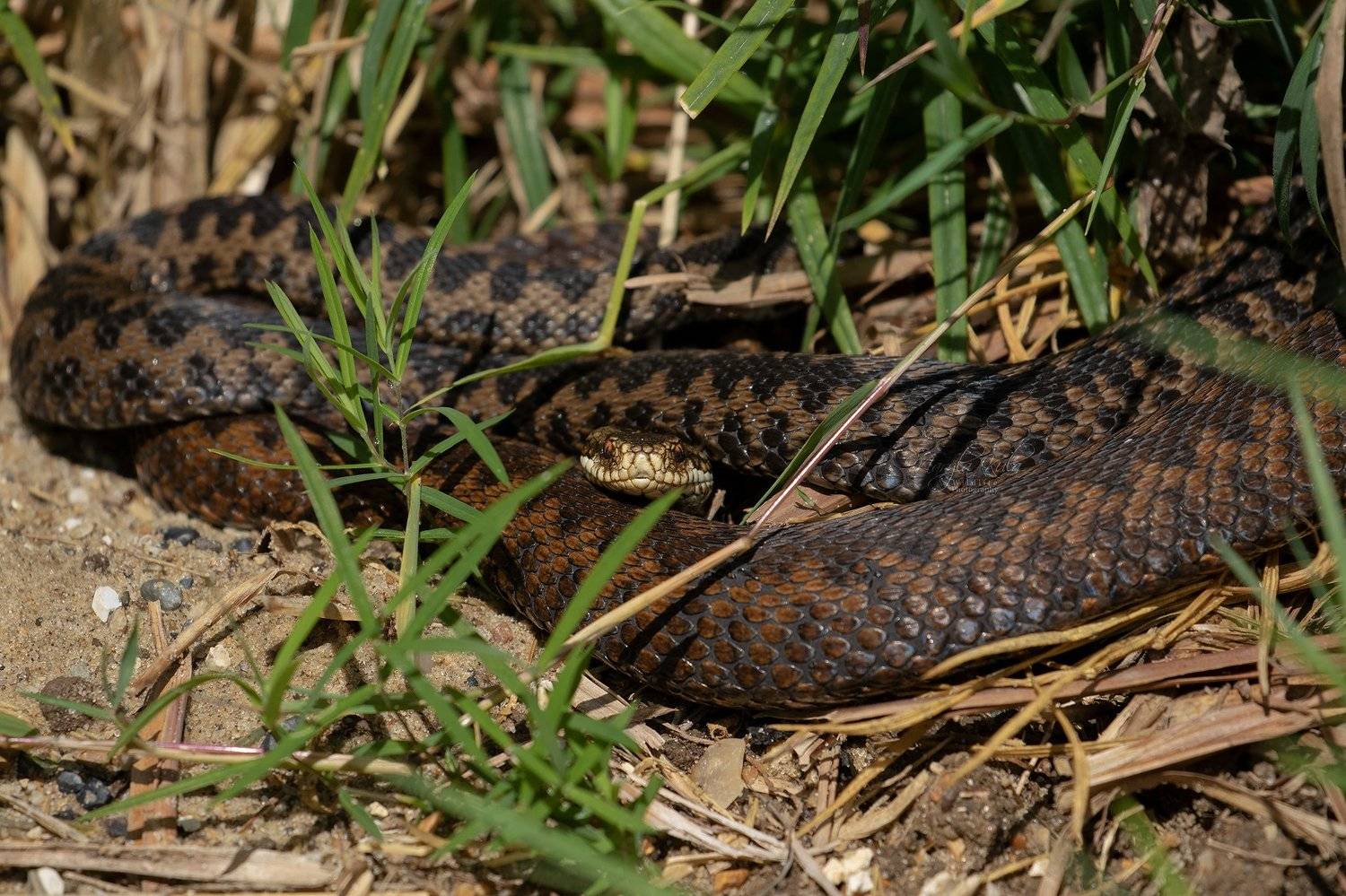adder, reptails, nature, wildlife, MARIA KULA