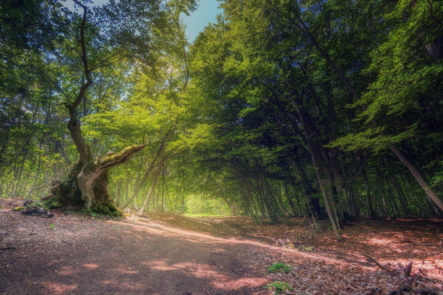 крым, дневной пейзаж, лесной пейзаж, летний пейзаж, зеленый, буки, деревья, лес, Наташа Фирсова