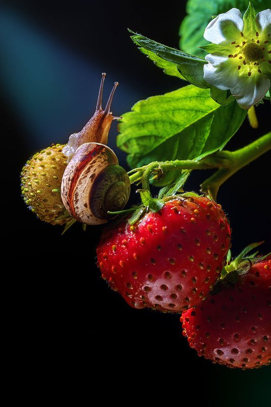 макро, насекомое, улитка, моллюск, макромир, клубника, фауна, природа, ягоды, лето Улитка и клубника фото превью