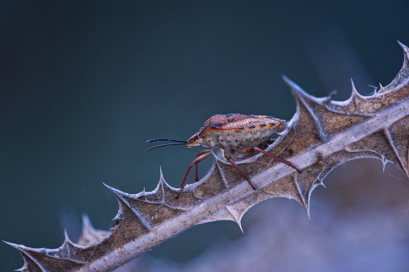 По колючкам! фото превью