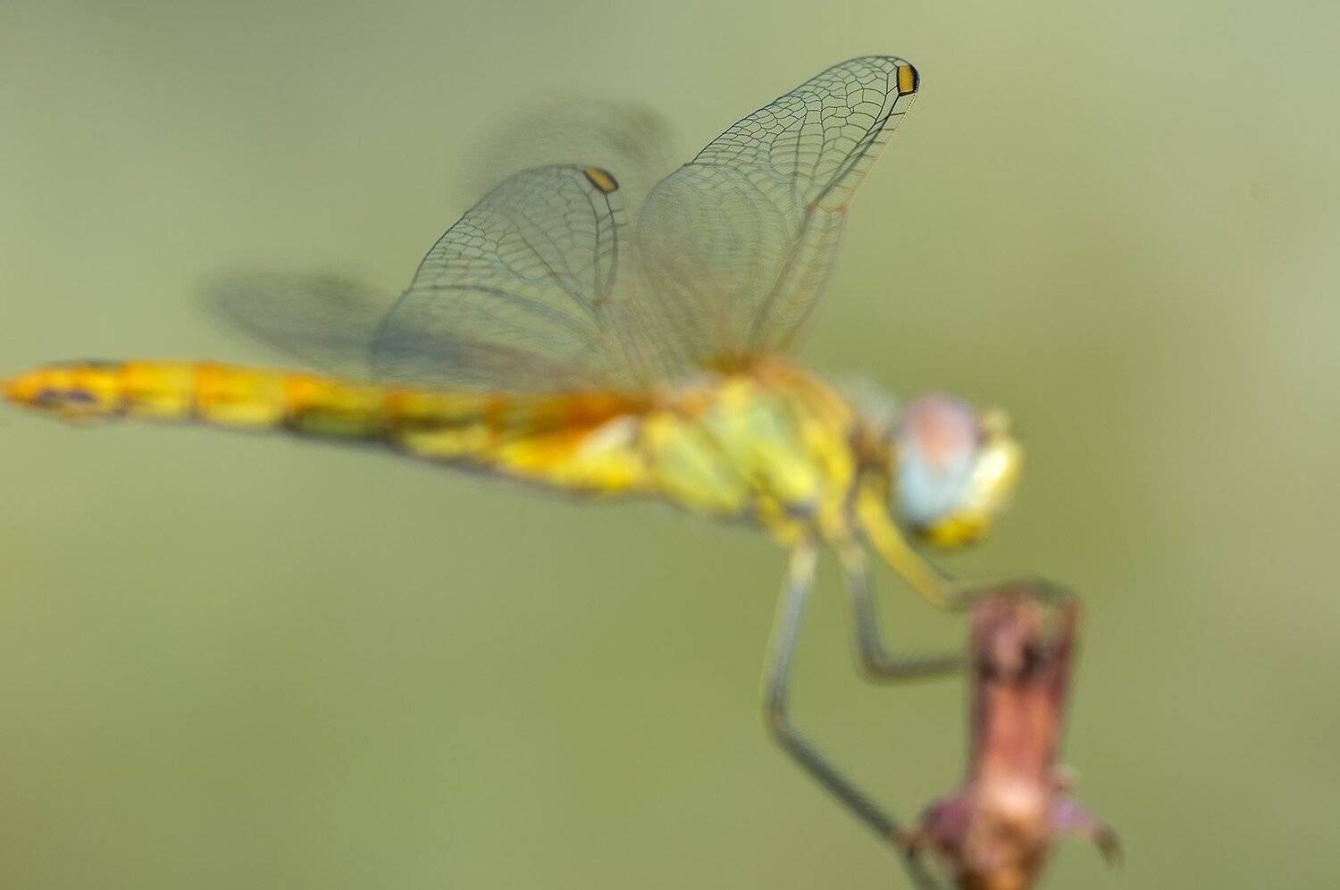 , Александр Земляной