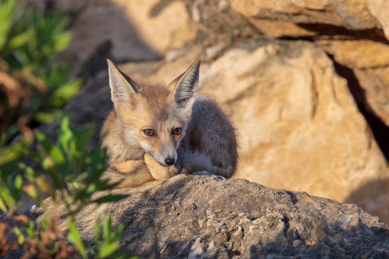 canon1dхmark2,canon600mmf4,israel,jerusalem,nature,wildnature,wildnaturephotography,дикая природа,иерусалим,израиль,пётр рогов ,фотограф,фотоохота,лисята,nature,Иерусалим,Jersalem,wildnaturephotography,nakedplanet,natgeoyourshot,natgeo,bbcearth,israelzoo Лисёнок фото превью